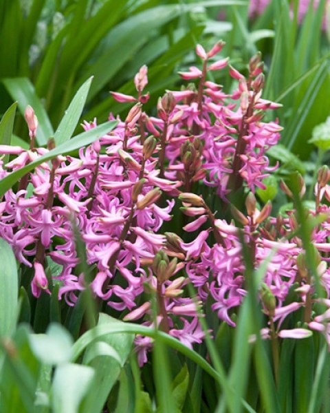 multiflora pink.jpg